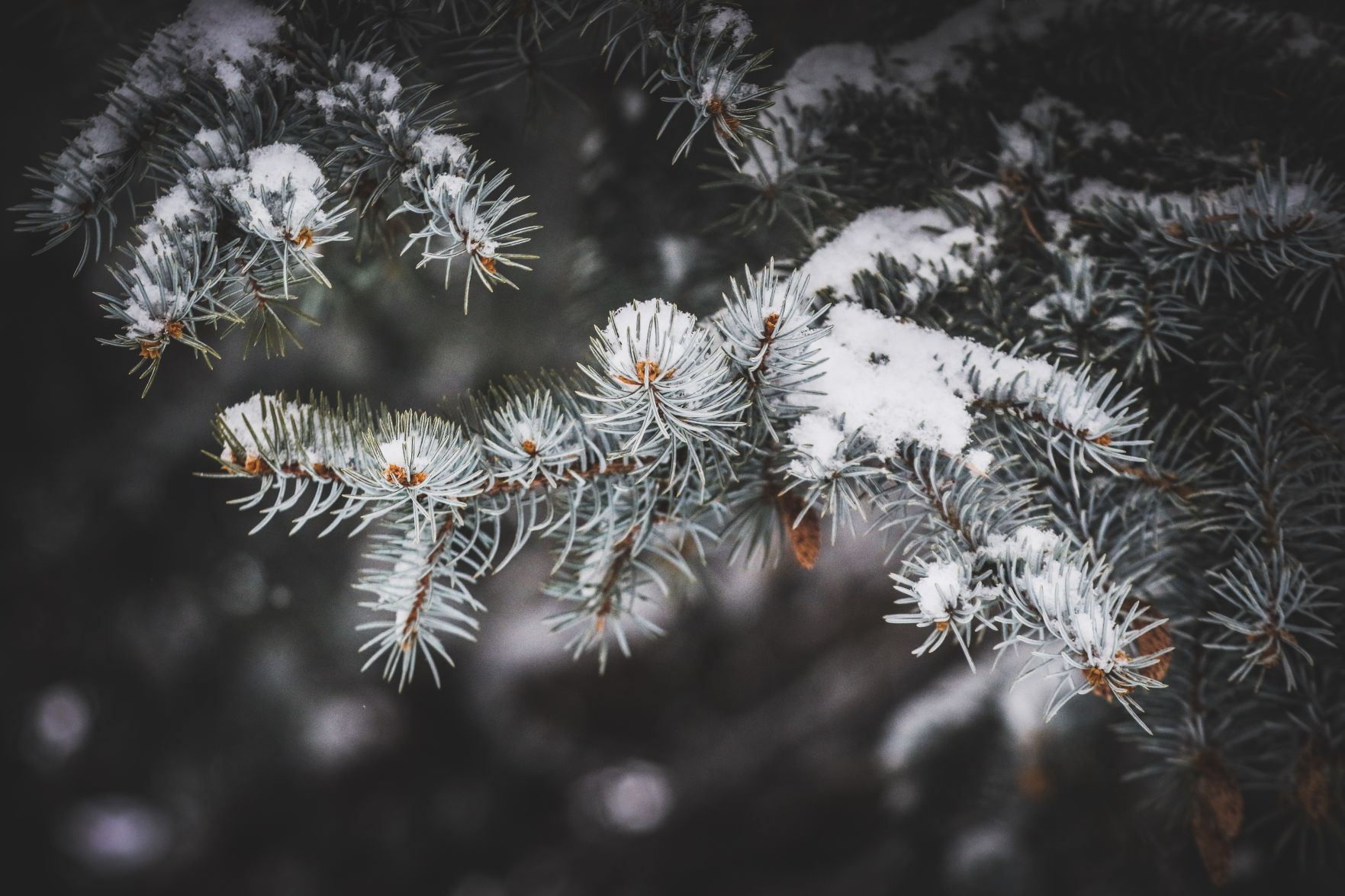 PHOTOS: November Snow, photos from Star-Herald staff and readers